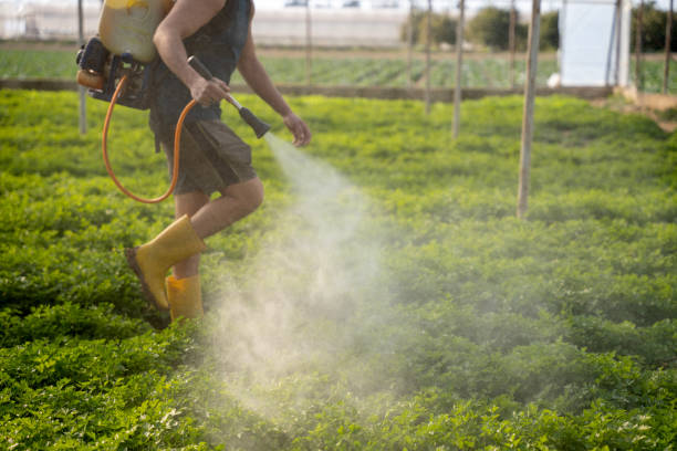 Best Ant Control Services  in Selden, NY