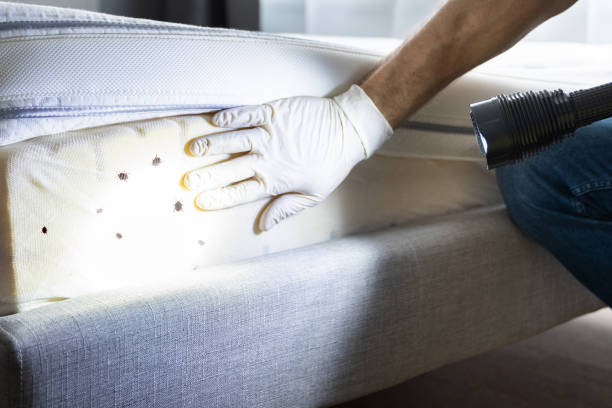 Best Termite Control Services  in Selden, NY