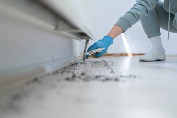 Best Flea Control Services  in Selden, NY